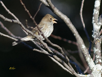 Indigo Bunting